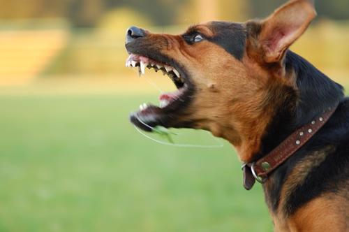 Snarling dog, dog bite liability in Massachuttes